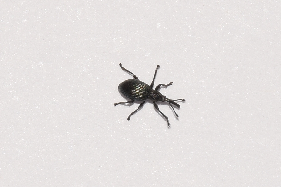 Ceratapion onopordi - szamárbogáncs-cickányormányos Ceratapion onopordi - szamárbogáncs-cickányormányos