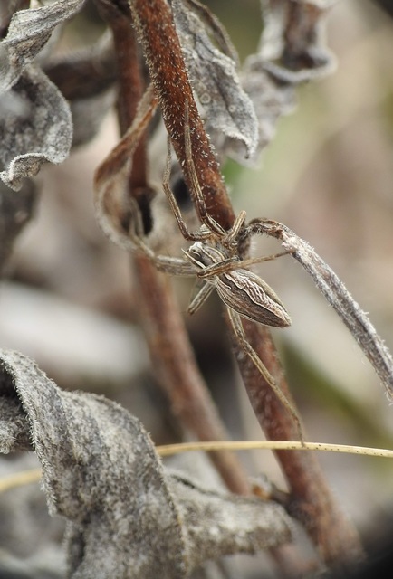Pisaura mirabilis - csodáspók