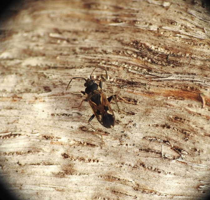 Rhyparochromus vulgaris - közönséges díszesbodobács