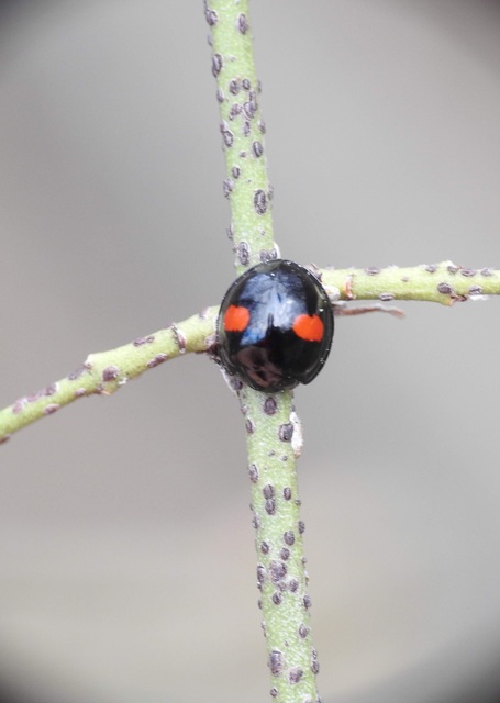Chilocorus renipustulatus - vesefoltos szerecsenkata