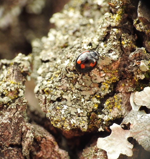 Exochomus quadripustulatus - négyfoltos szerecsenkata