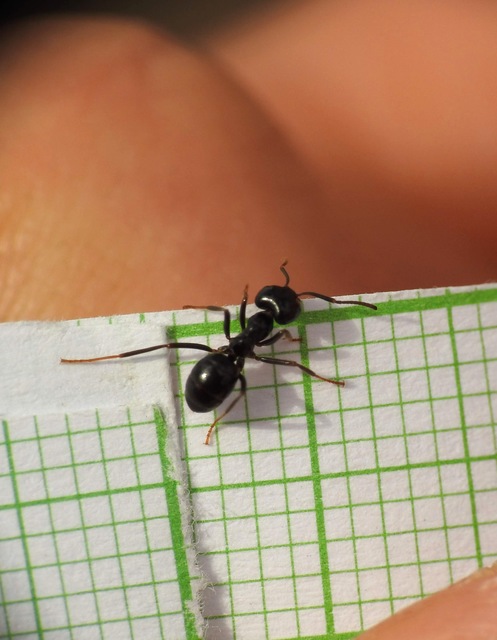 Lasius fuliginosus - kartonépítő fahangya
