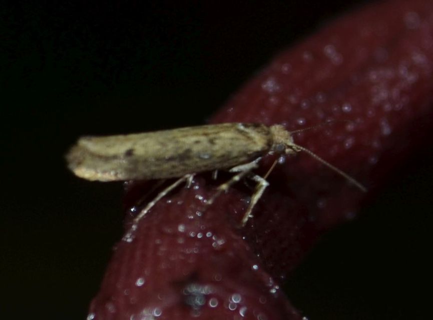 Ypsolopha