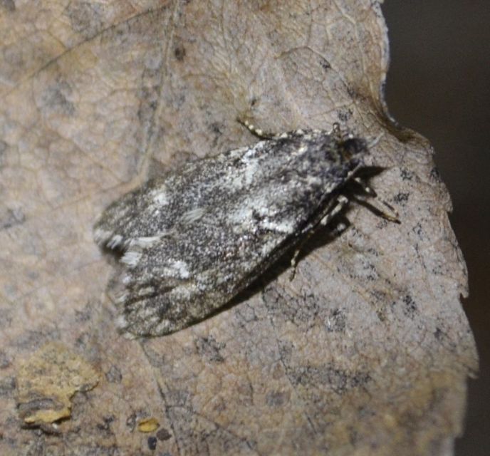 Diurnea fagella - szürke tavaszimoly