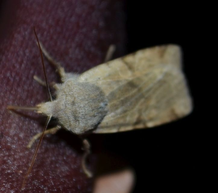 Conistra rubiginosa - szürke télibagoly