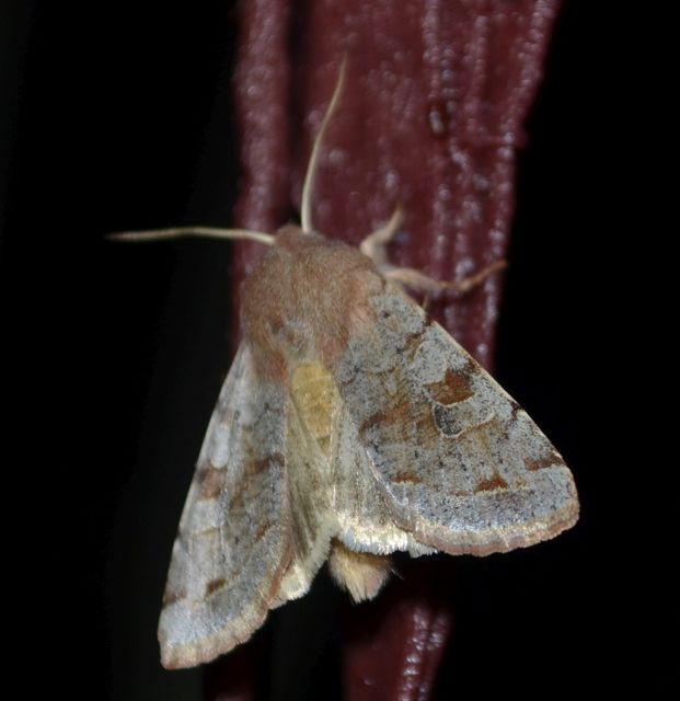 Orthosia incerta - változékony barkabagoly