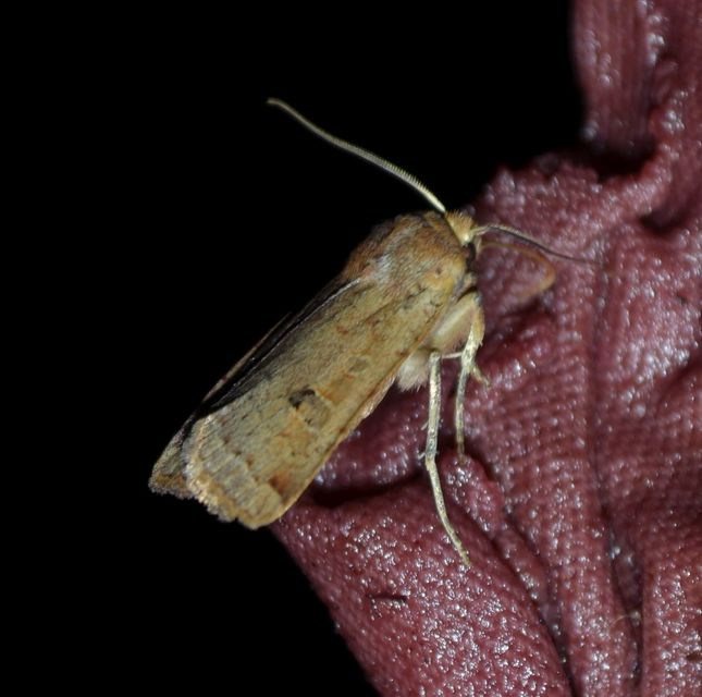 Conistra erythrocephala - vörösfejű őszibagoly