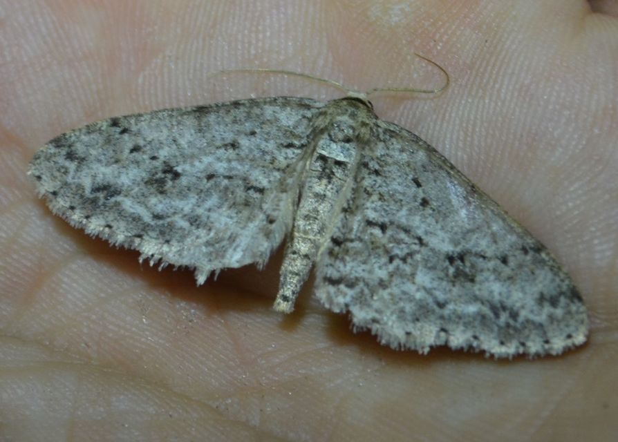 Ectropis crepuscularia - avararaszoló
