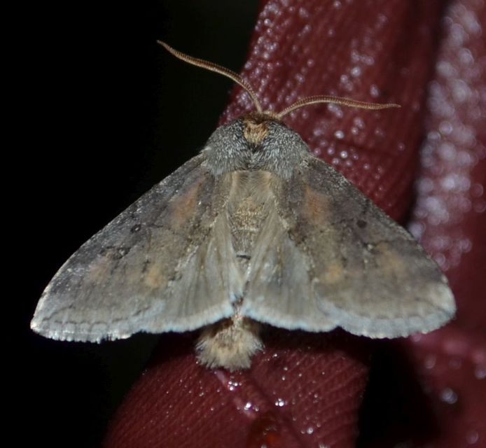 Asphalia ruficollis - vörösnyakú pihésszövő