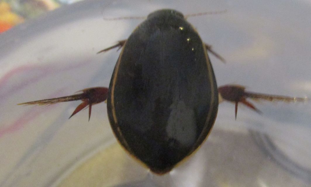 Cybister lateralimarginalis - nagy búvárbogár