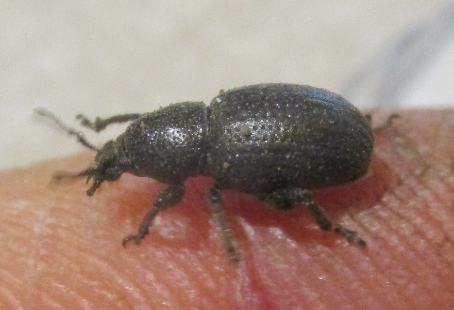 Psallidium maxillosum - fekete barkó