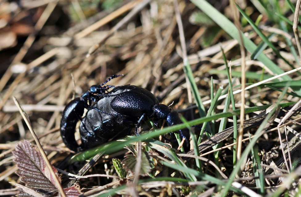 Meloe proscarabaeus - közönséges nünüke