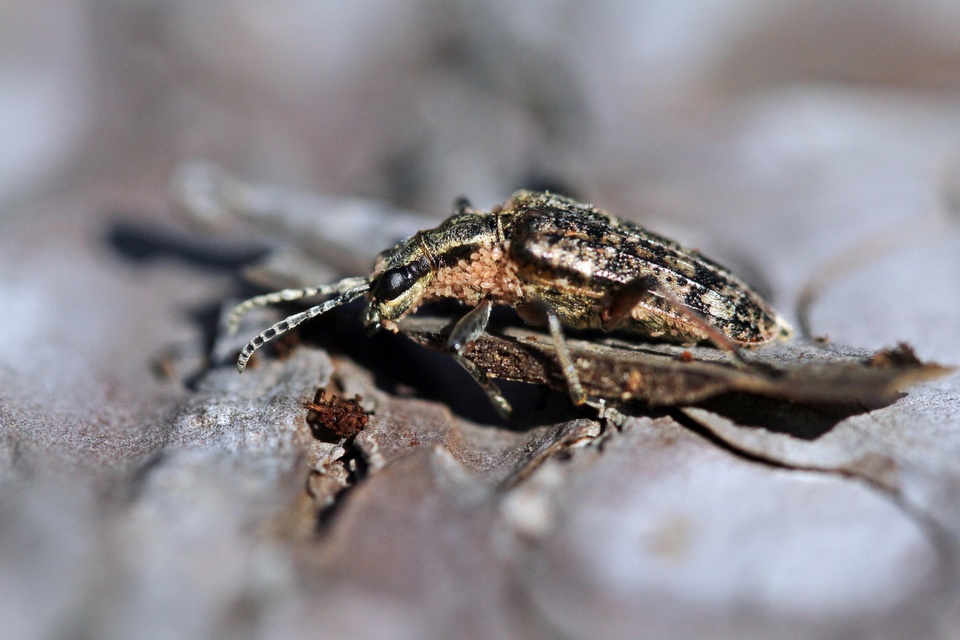 Rhagium inquisitor - fenyves-tövisescincér