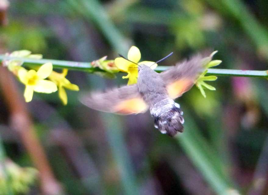 Macroglossum stellatarum - kacsafarkú szender
