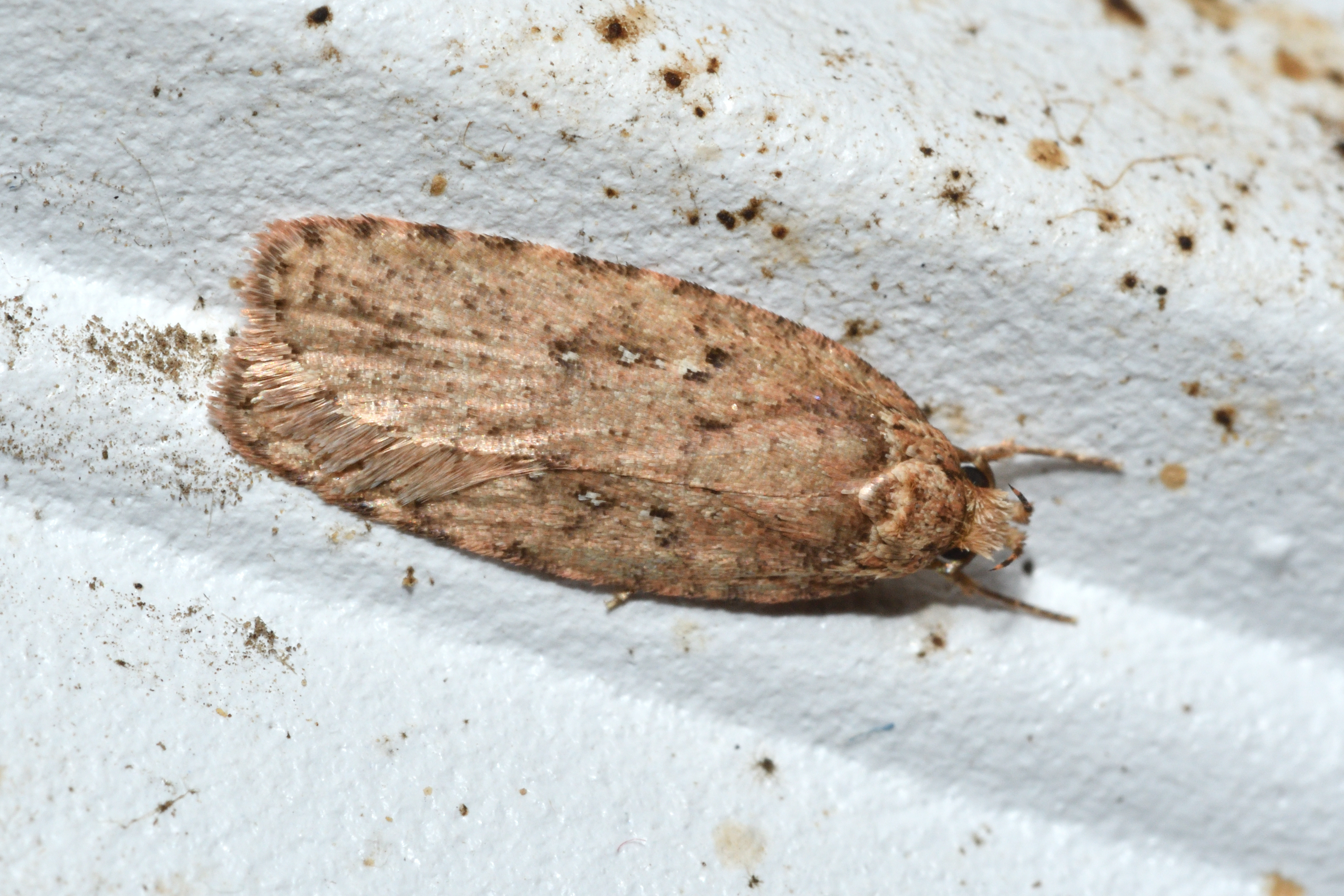 Agonopterix heracliana - közönséges laposmoly