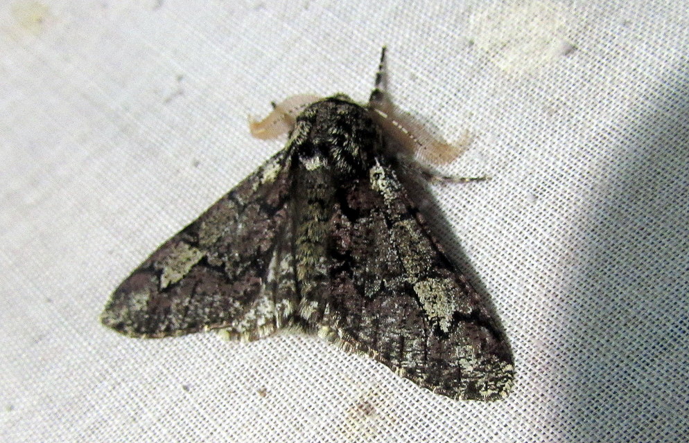 Biston strataria - barnapettyes araszoló