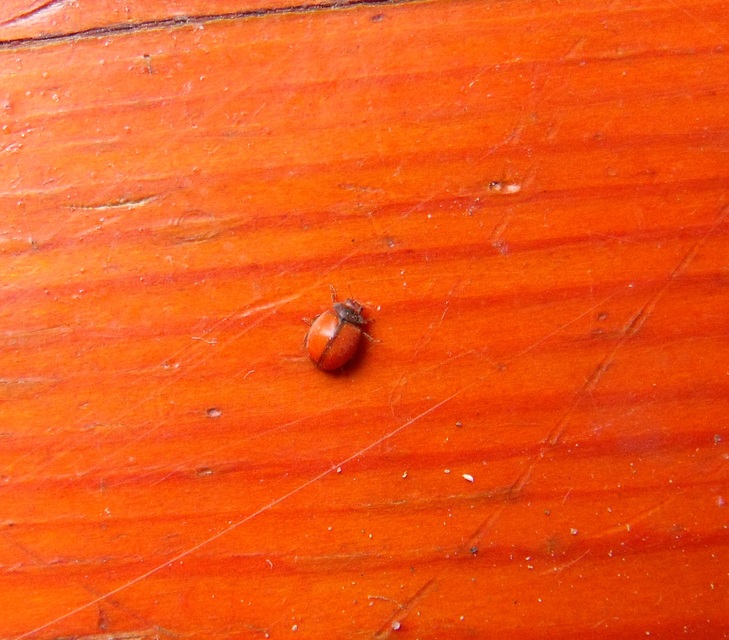 Subcoccinella vigintiquatuorpunctata - lucernaböde