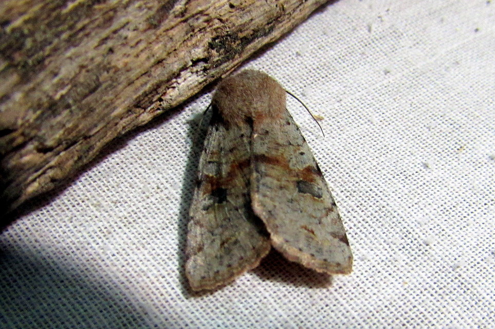 Orthosia incerta - változékony barkabagoly