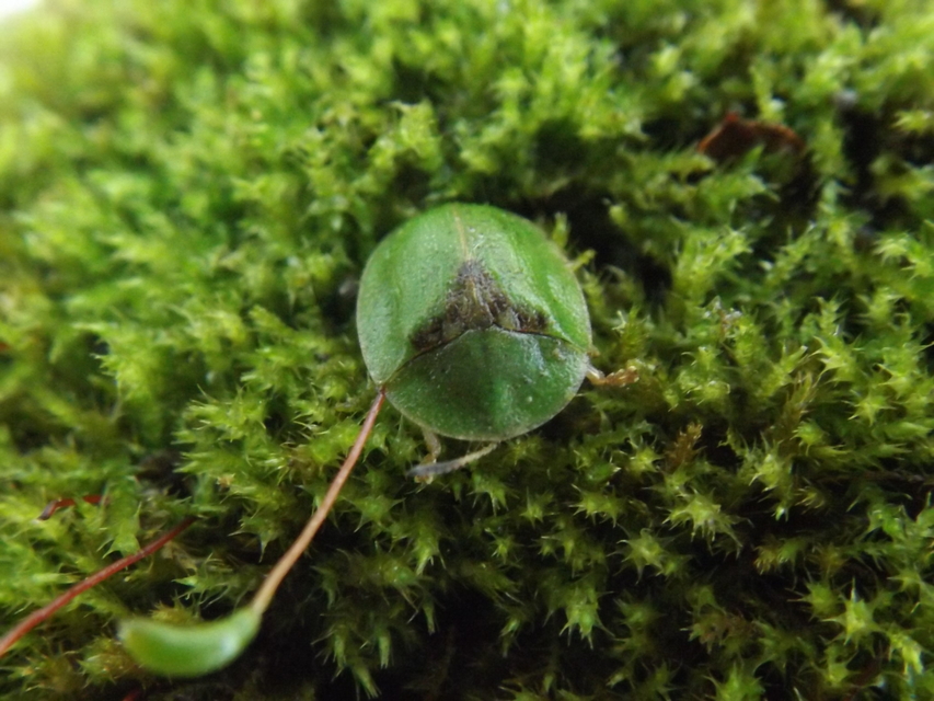 Cassida rubiginosa - lapos pajzsbogár Cassida rubiginosa - lapos pajzsbogár