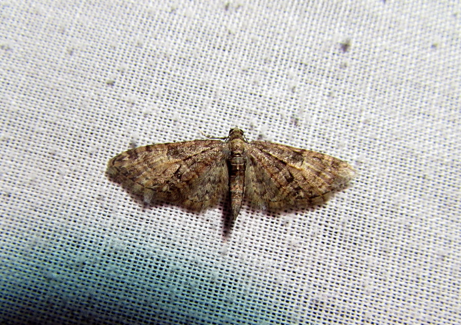 Eupithecia abbreviata - korai törpearaszoló