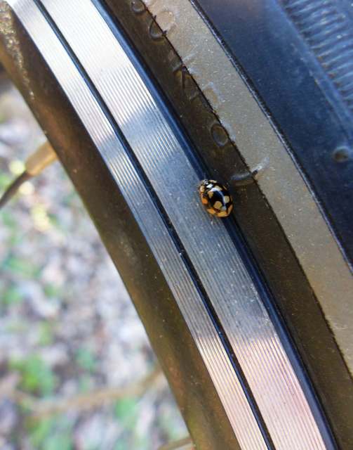 Adalia decempunctata - tízpettyes katica