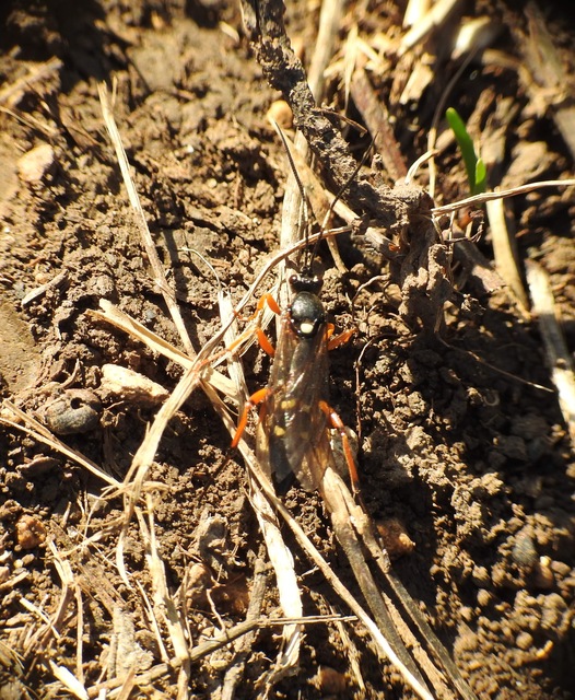 Ichneumonidae - valódi fürkészdarazsak