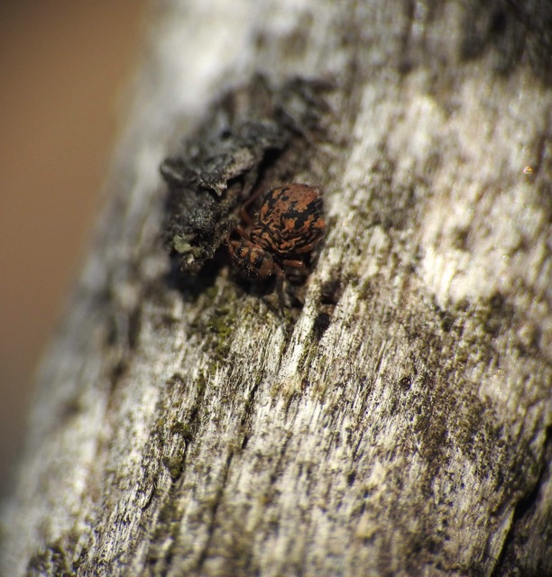 Sminthurus multipunctatus
