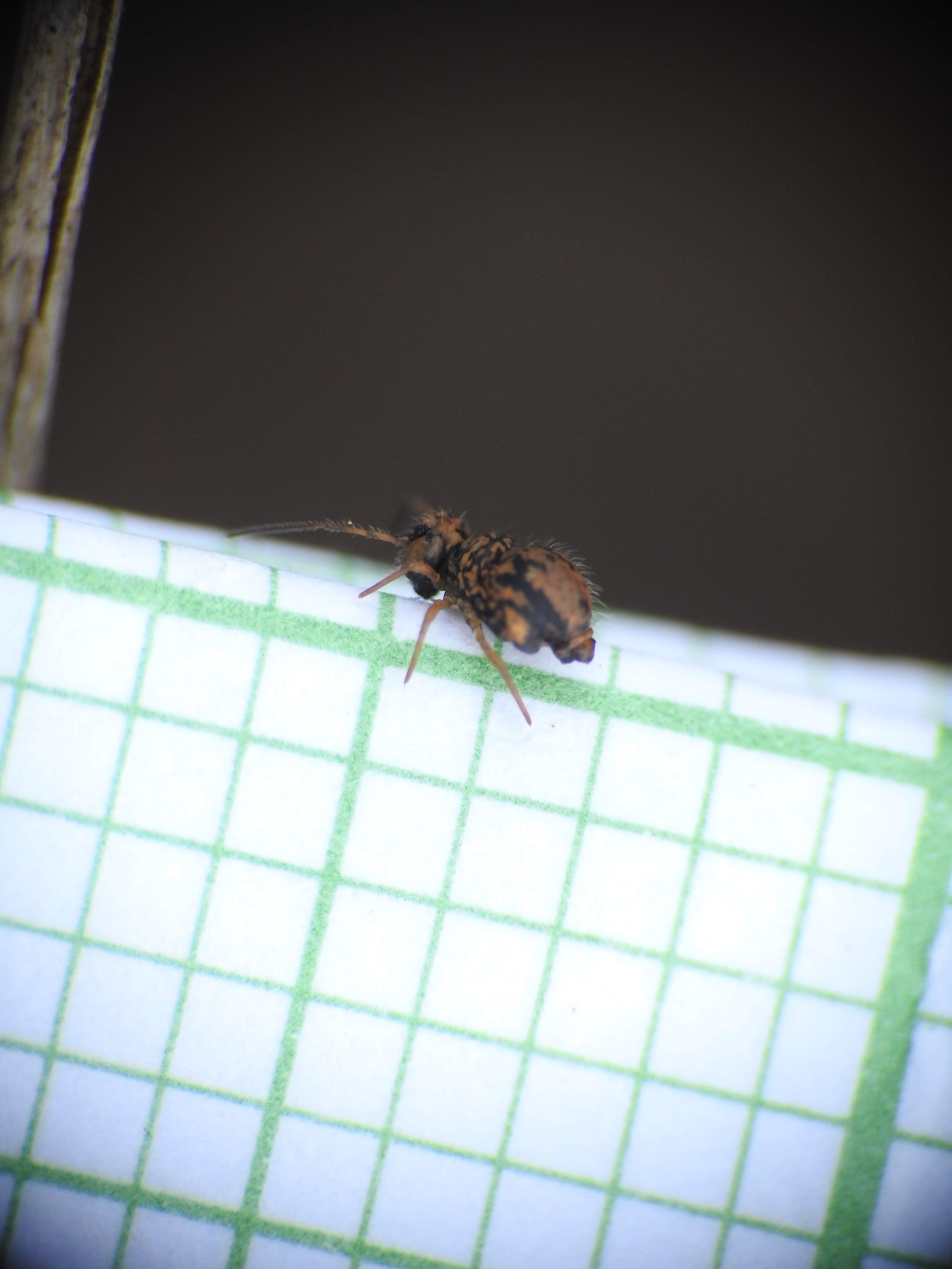 Sminthurus multipunctatus