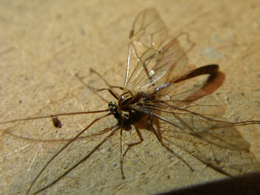 Ophion obscuratus