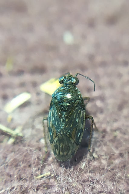 Saldula