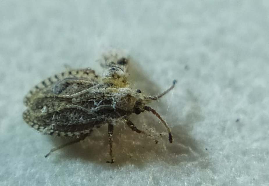 Lasiacantha capucina - pillás csipkéspoloska Lasiacantha capucina - pillás csipkéspoloska