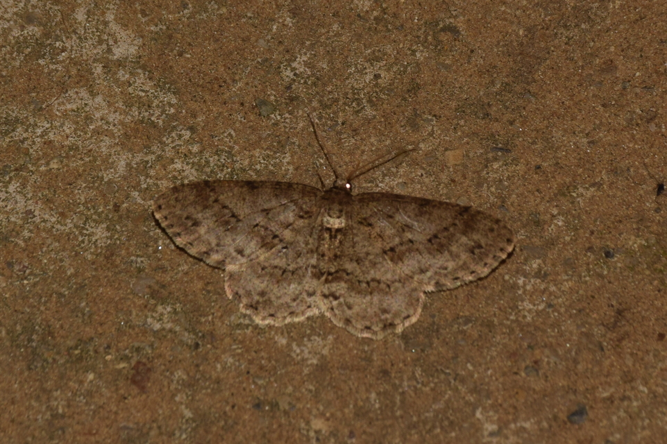 Ectropis crepuscularia - avararaszoló