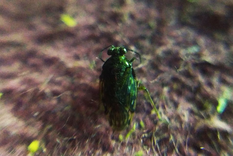 Saldula
