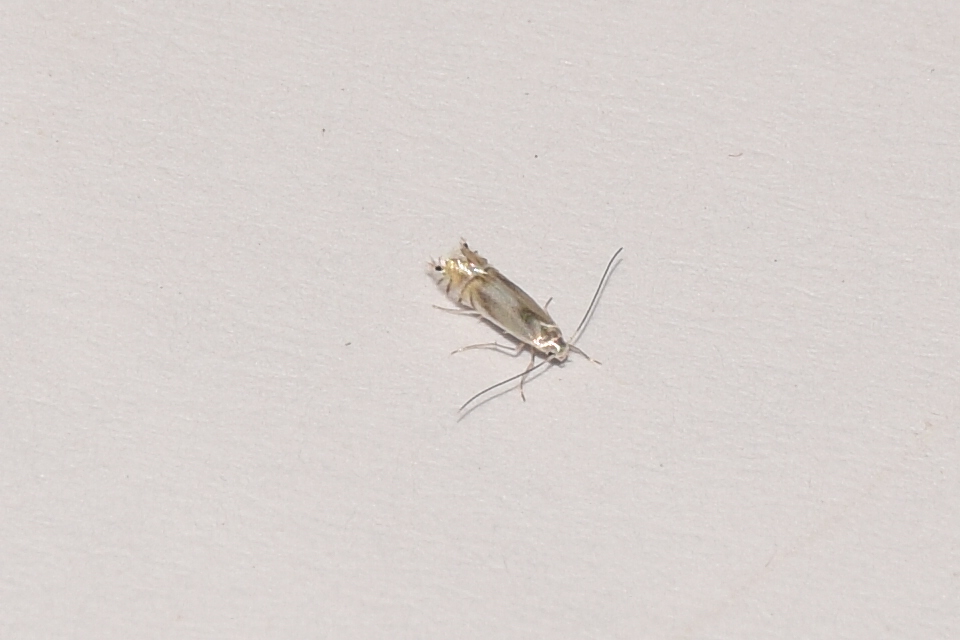 Phyllocnistis unipunctella - kígyóaknás feketenyármoly