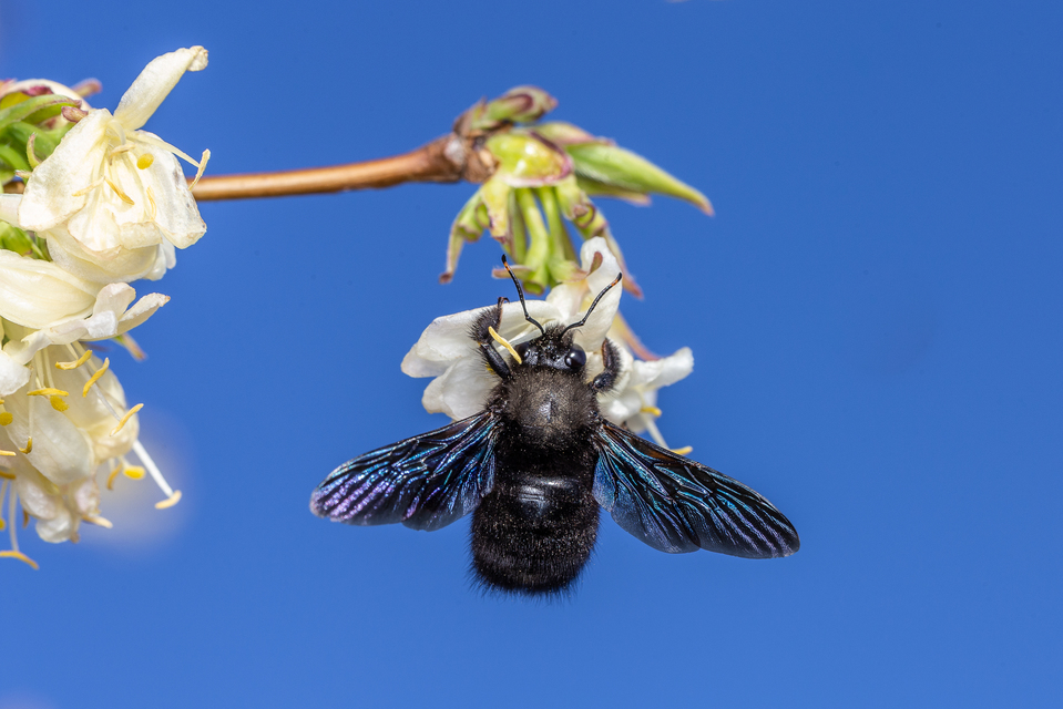 Xylocopa violacea - kék fadongó