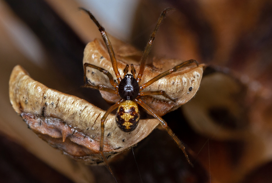 Steatoda triangulosa - háromszöges faggyúpók