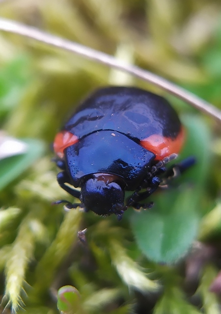 Chrysolina rossia - trapézhátú szegélyeslevelész
