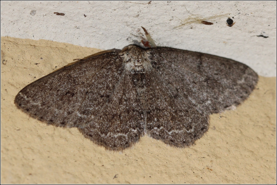 Ectropis crepuscularia - avararaszoló