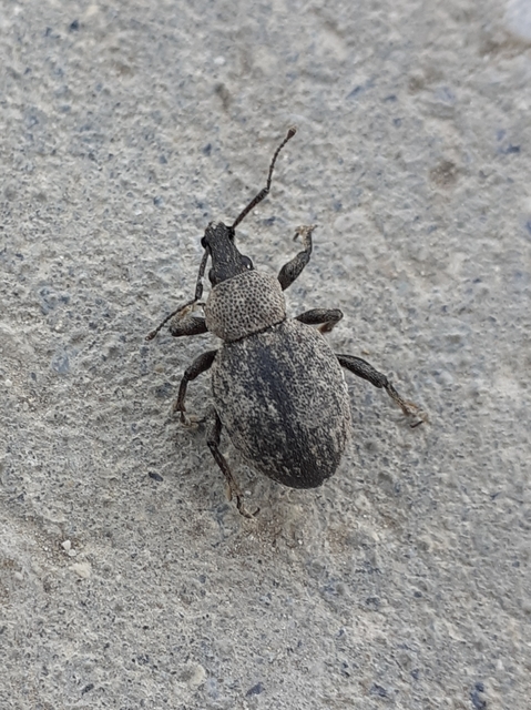 Otiorhynchus ligustici - vincellér-gyalogormányos