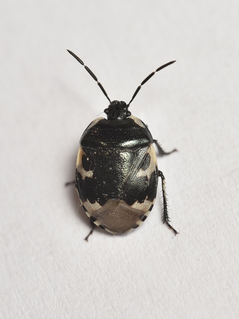 Tritomegas bicolor - foltos földipoloska