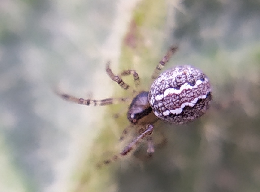 Theridion pinastri - fenyő törpepók