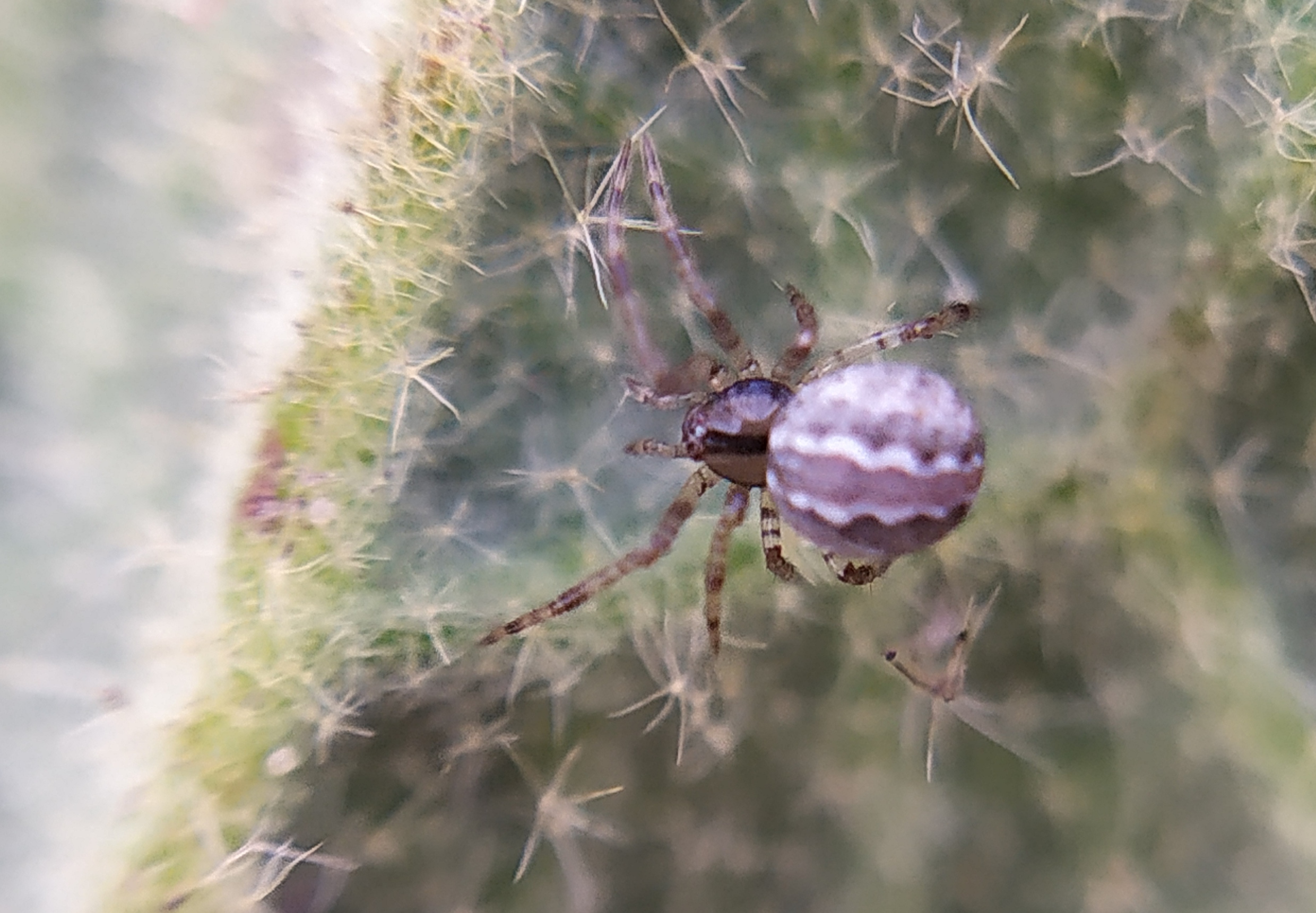 Theridion pinastri - fenyő törpepók