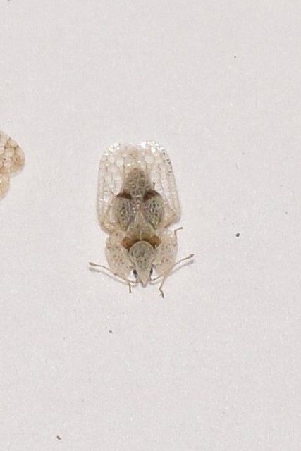 Corythucha ciliata - platán-csipkéspoloska