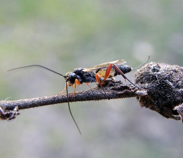 Ichneumonidae - valódi fürkészdarazsak