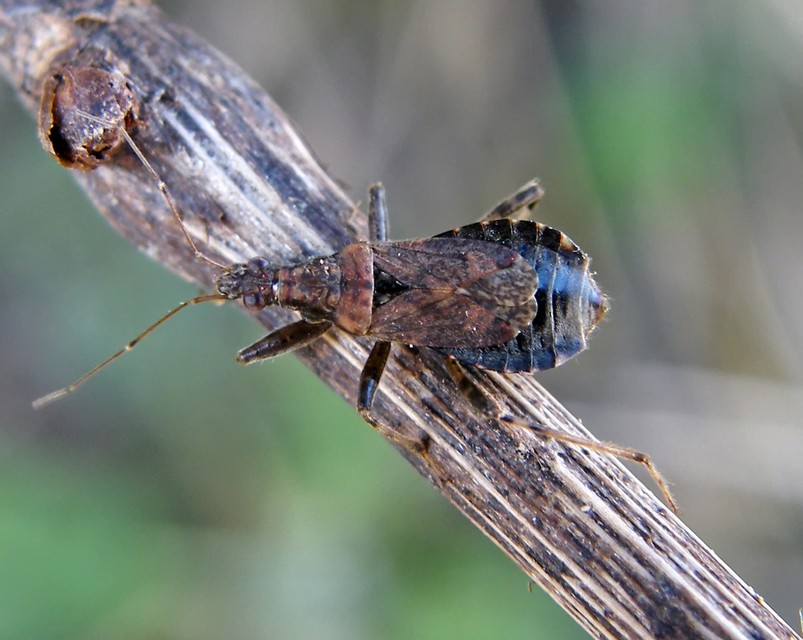 Himacerus