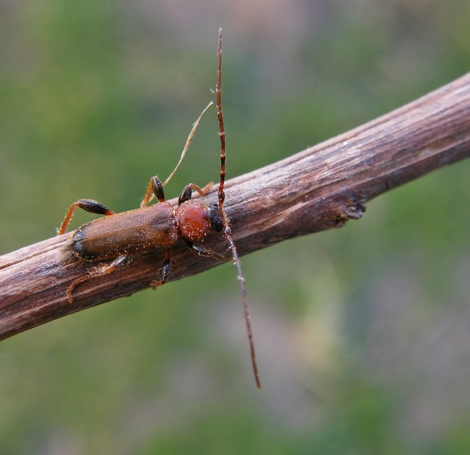 Phymatodes testaceus - változékony korongcincér Phymatodes testaceus - változékony korongcincér