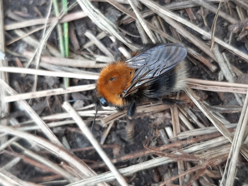Bombus hypnorum - mohás poszméh