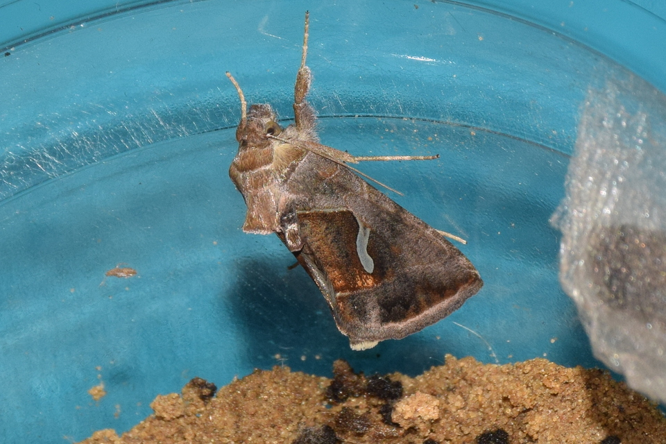 Macdunnoughia confusa - cseppfoltos ezüstbagoly