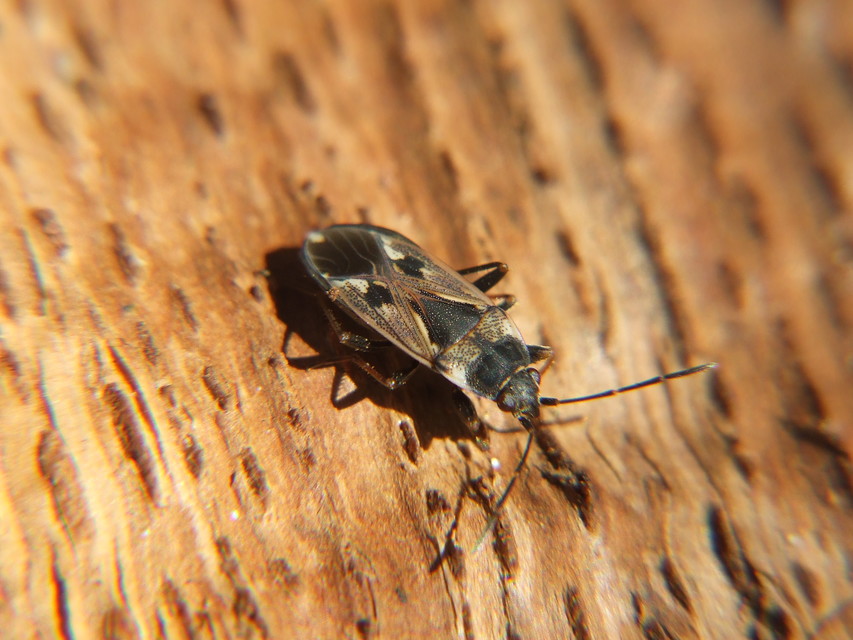 Rhyparochromus vulgaris - közönséges díszesbodobács
