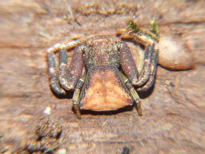 Pistius truncatus - csonka karolópók